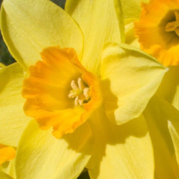 Meet your Posher, Christine - Picture 1 of 1